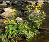 Смотреть изображение Mimulus guttatus