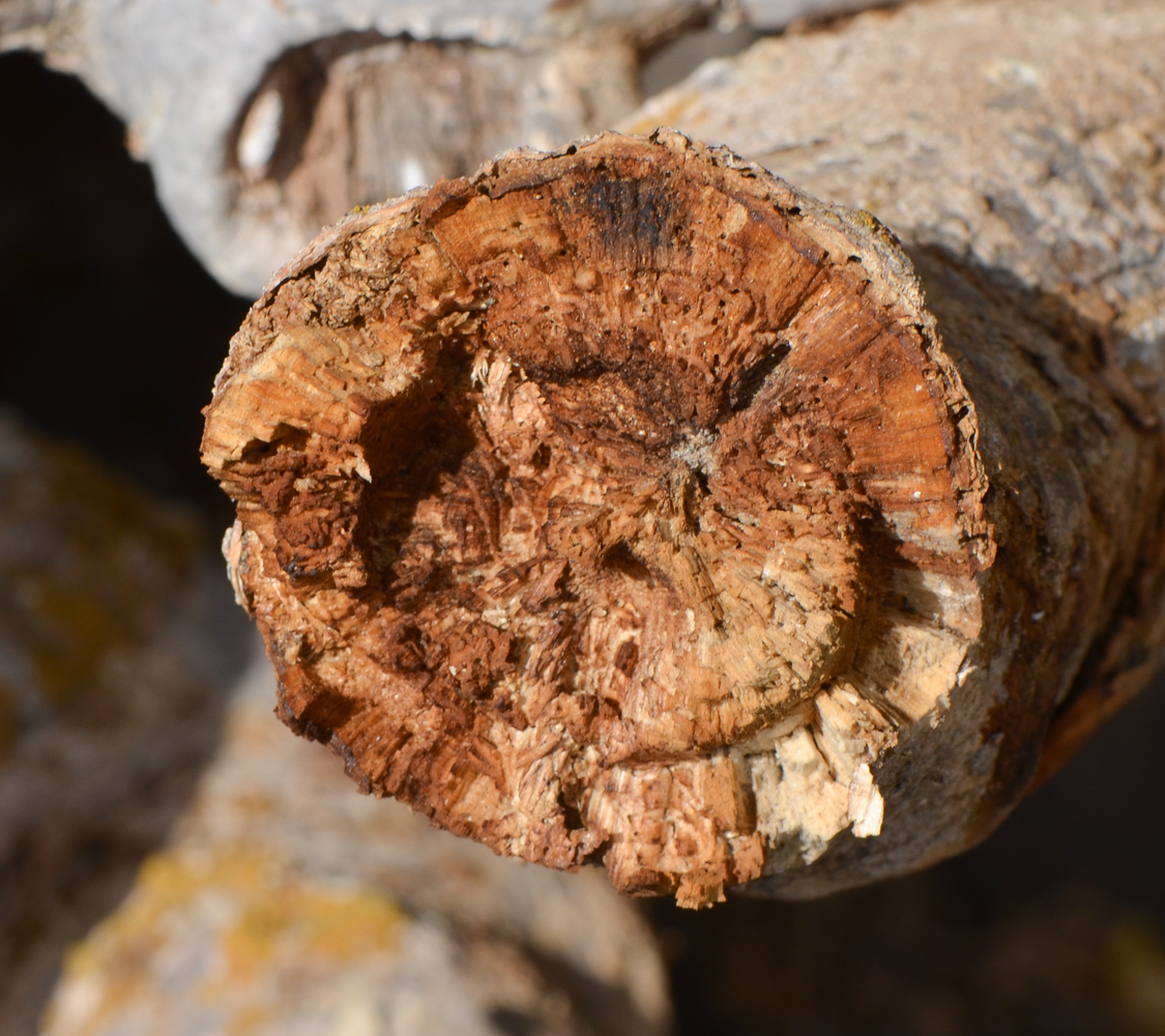 Image of Euphorbia balsamifera specimen.