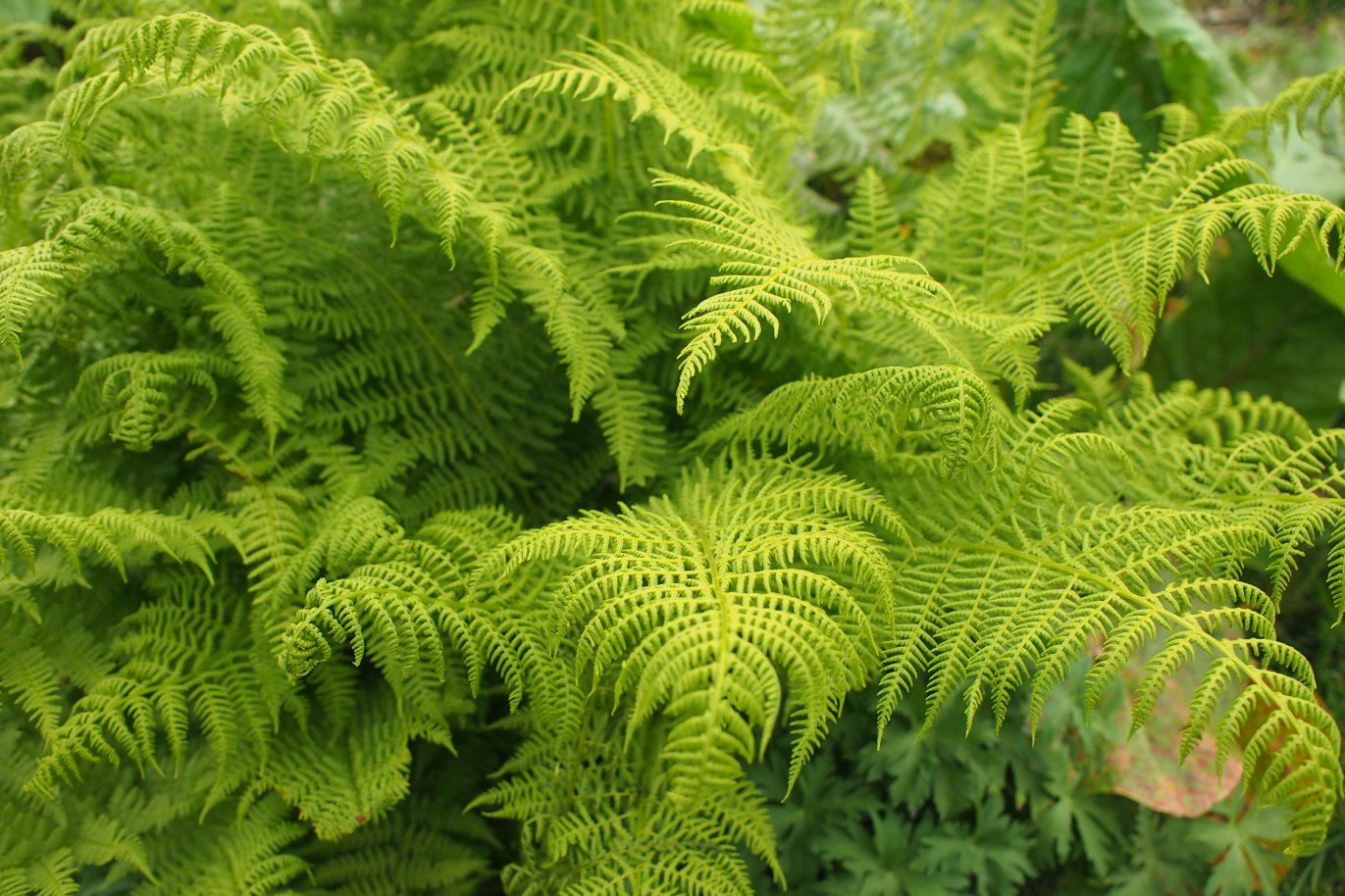 Image of Athyrium distentifolium specimen.