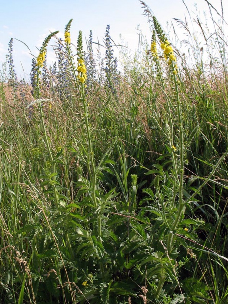 Image of Agrimonia eupatoria specimen.