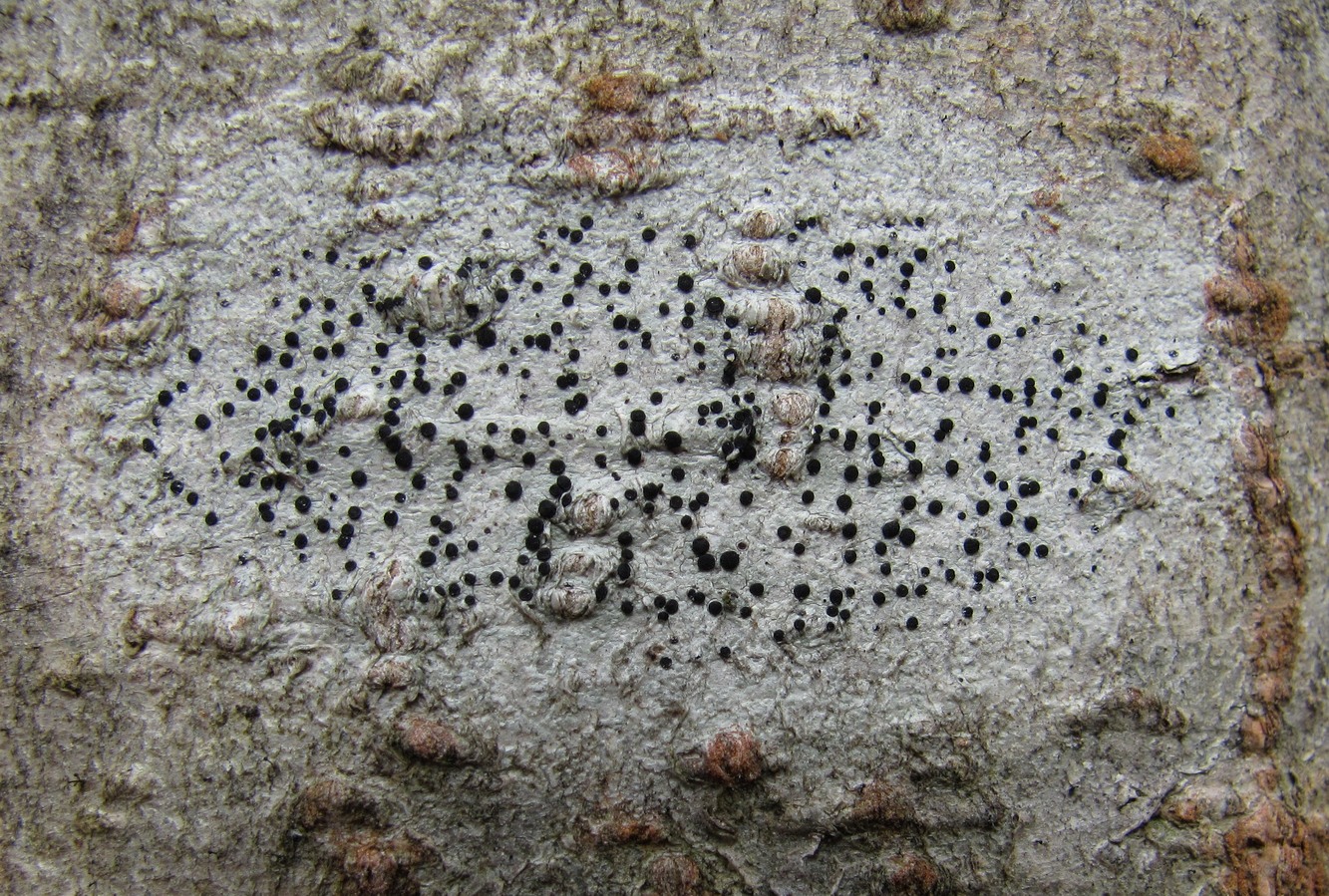 Image of familia Lecideaceae specimen.