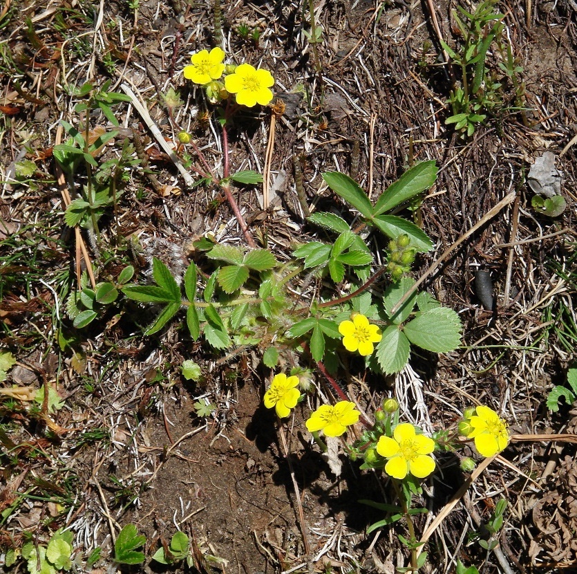 Image of Potentilla fragarioides specimen.