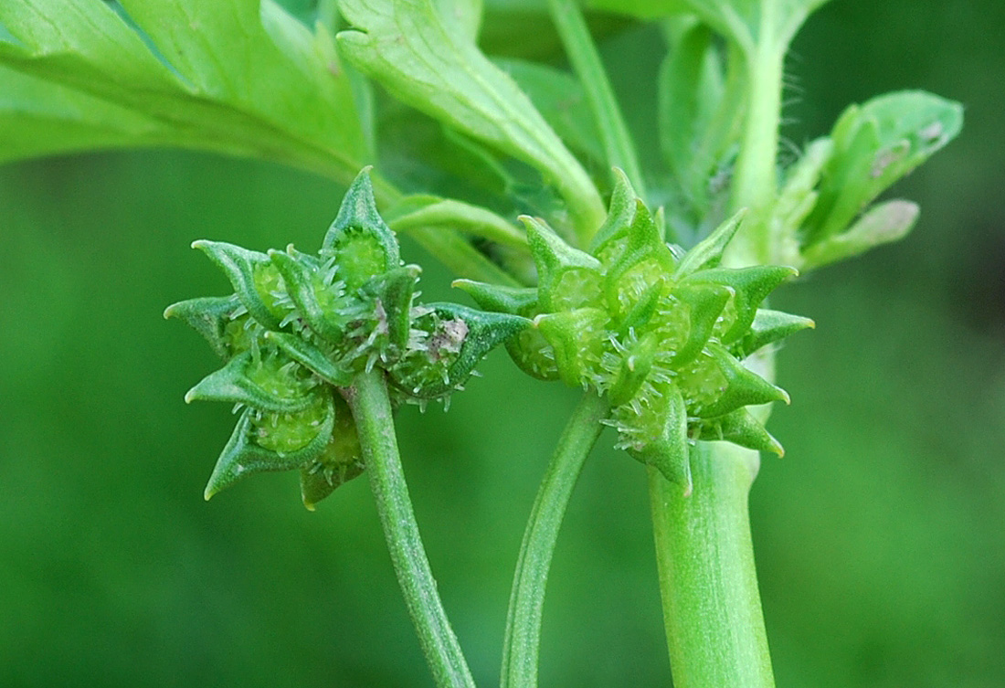 Image of Ranunculus muricatus specimen.