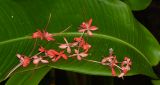 Combretum indicum