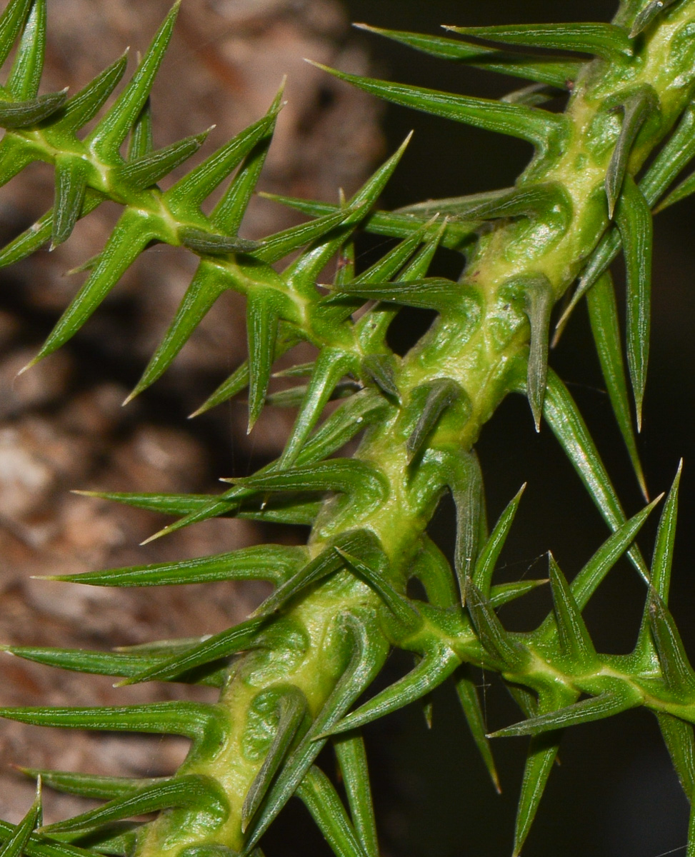 Image of Araucaria angustifolia specimen.