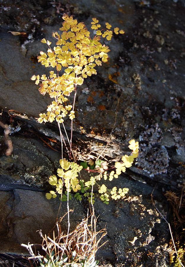 Image of Thalictrum minus specimen.