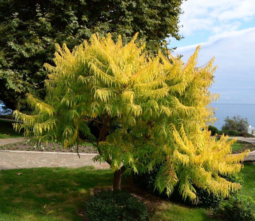 Изображение особи Rhus typhina f. dissecta.