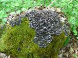 Peltigera canina