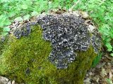 View full-size image Peltigera canina