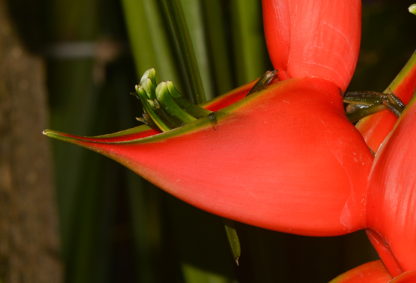 Image of Heliconia stricta specimen.