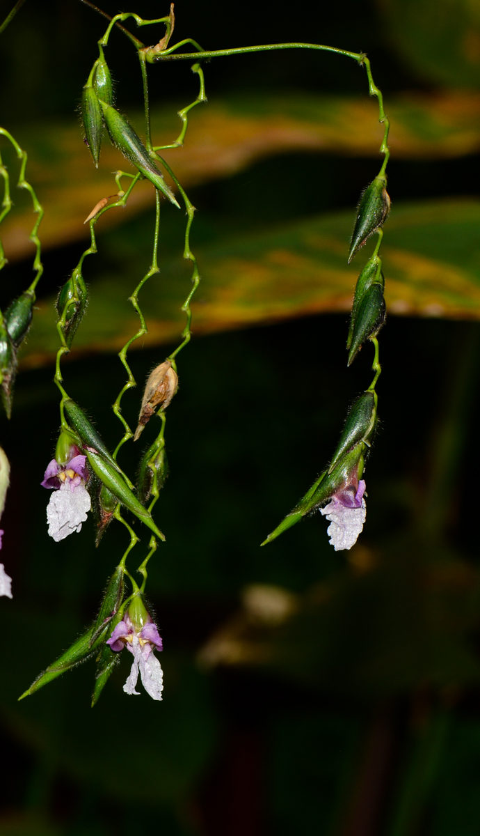 Image of Thalia geniculata specimen.