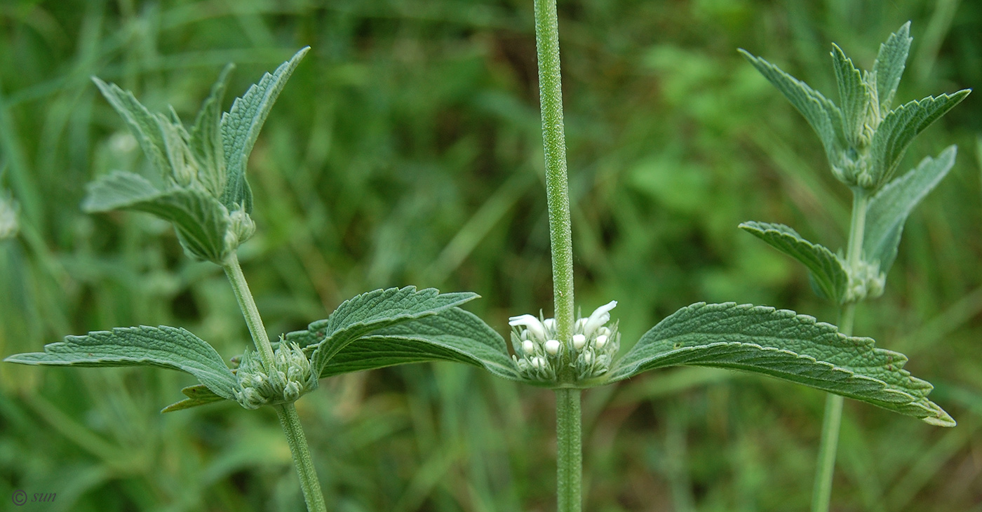 Image of Marrubium praecox specimen.