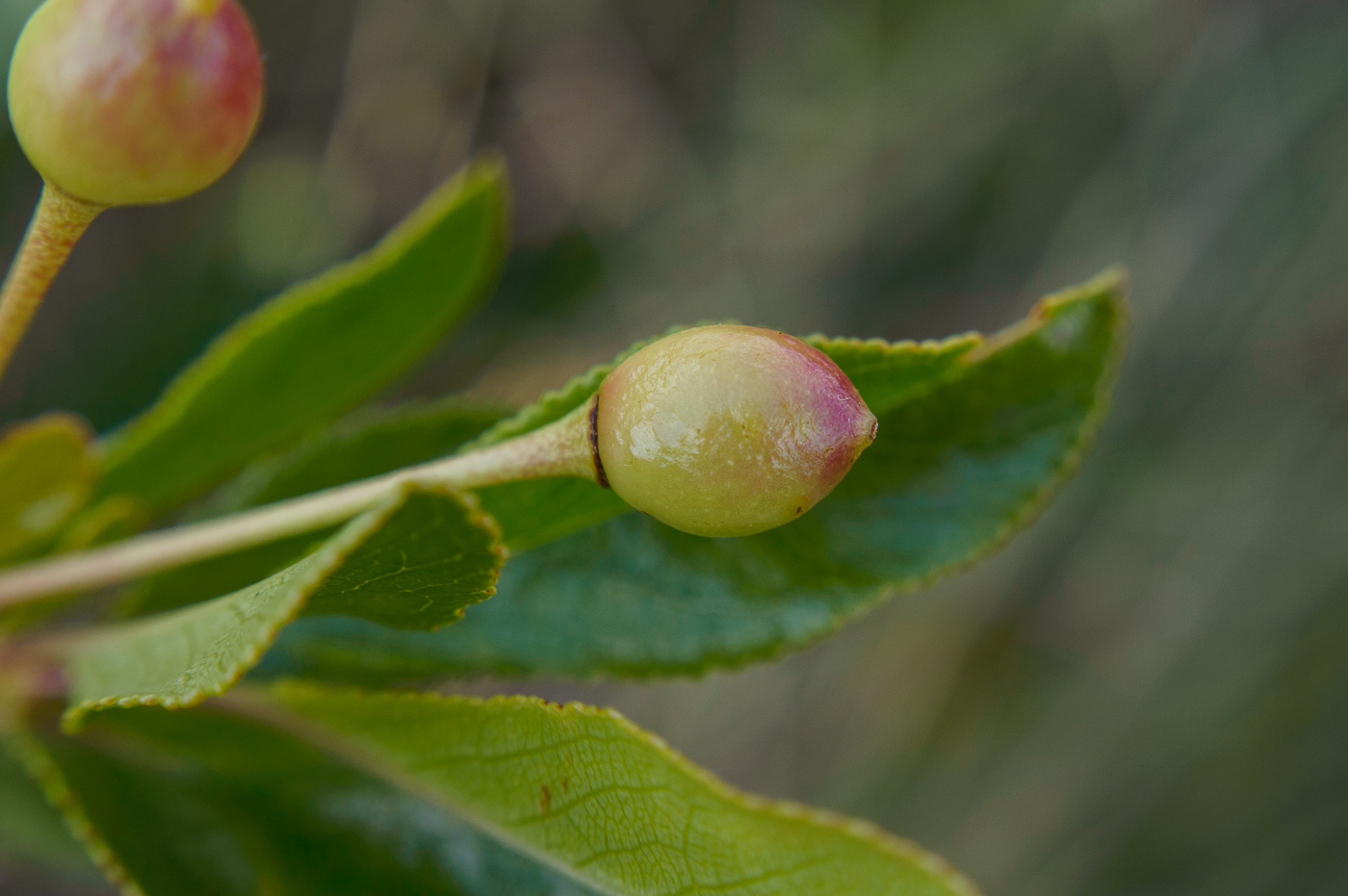 Image of Cerasus fruticosa specimen.