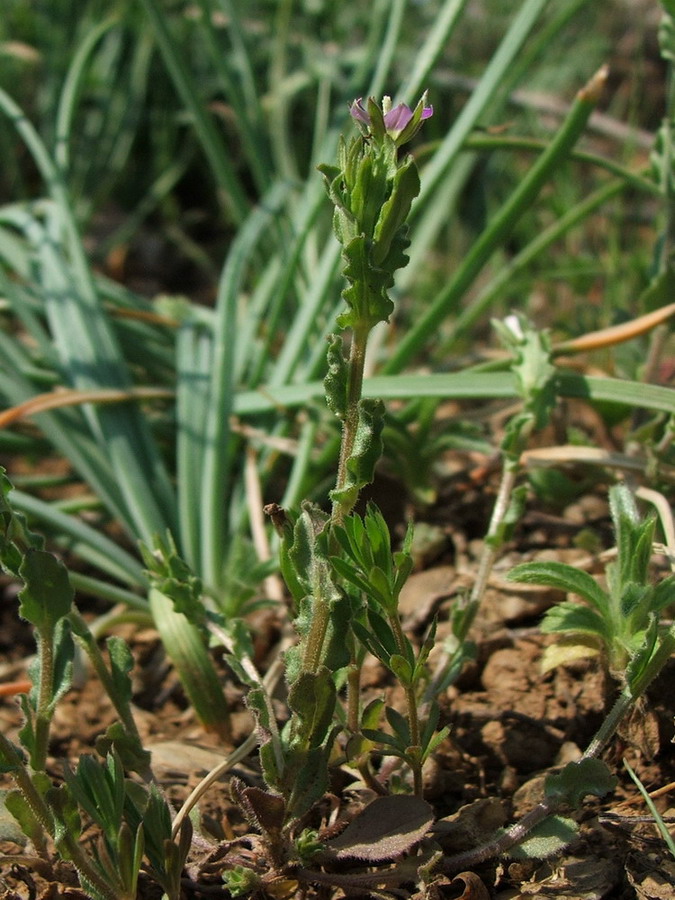 Image of Legousia hybrida specimen.