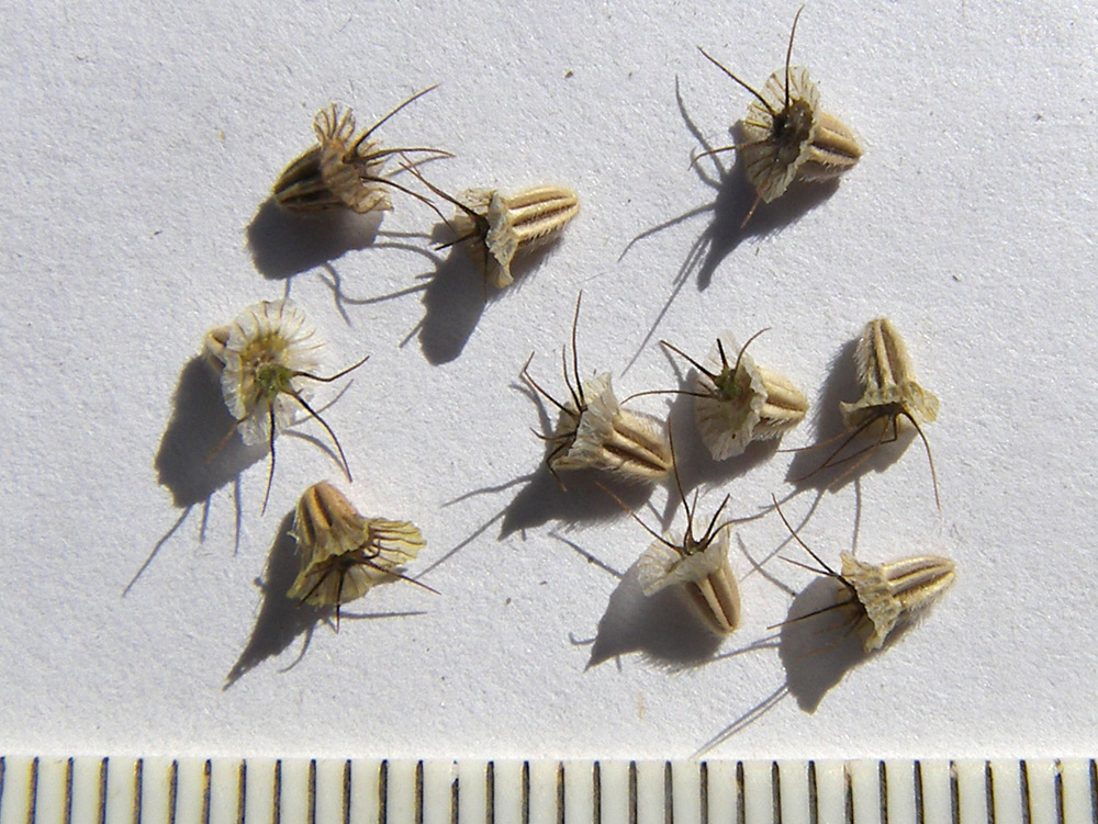 Image of Scabiosa ochroleuca specimen.