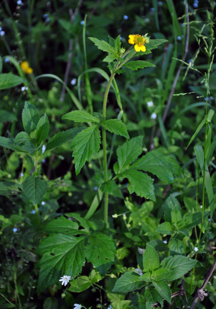 Image of Geum aleppicum specimen.