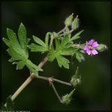 Geranium pusillum. Верхняя часть цветущего растения. Республика Татарстан, Волжско-Камский заповедник. 25.08.2008.