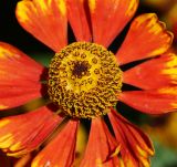 Helenium autumnale