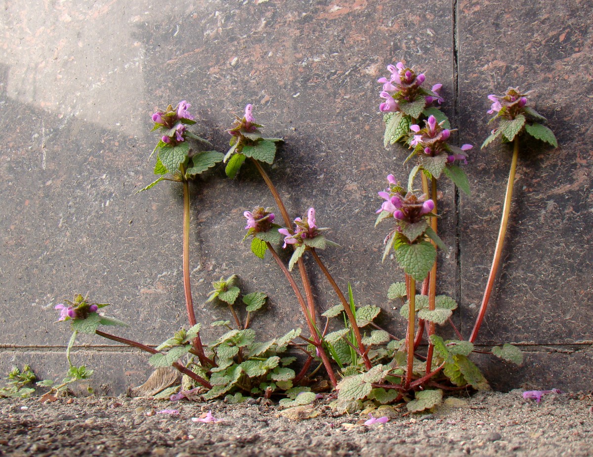 Image of Lamium purpureum specimen.