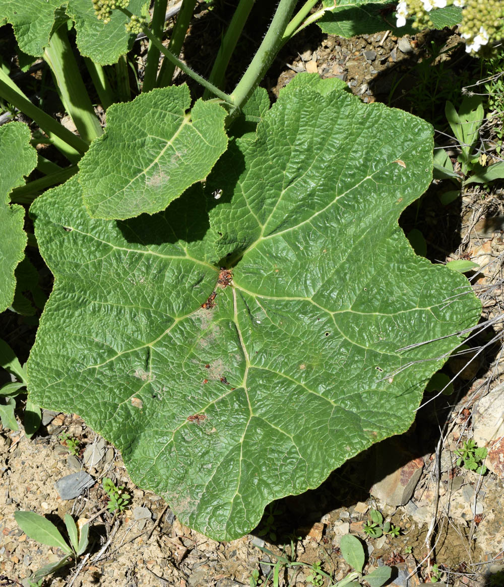 Image of Crambe kotschyana specimen.