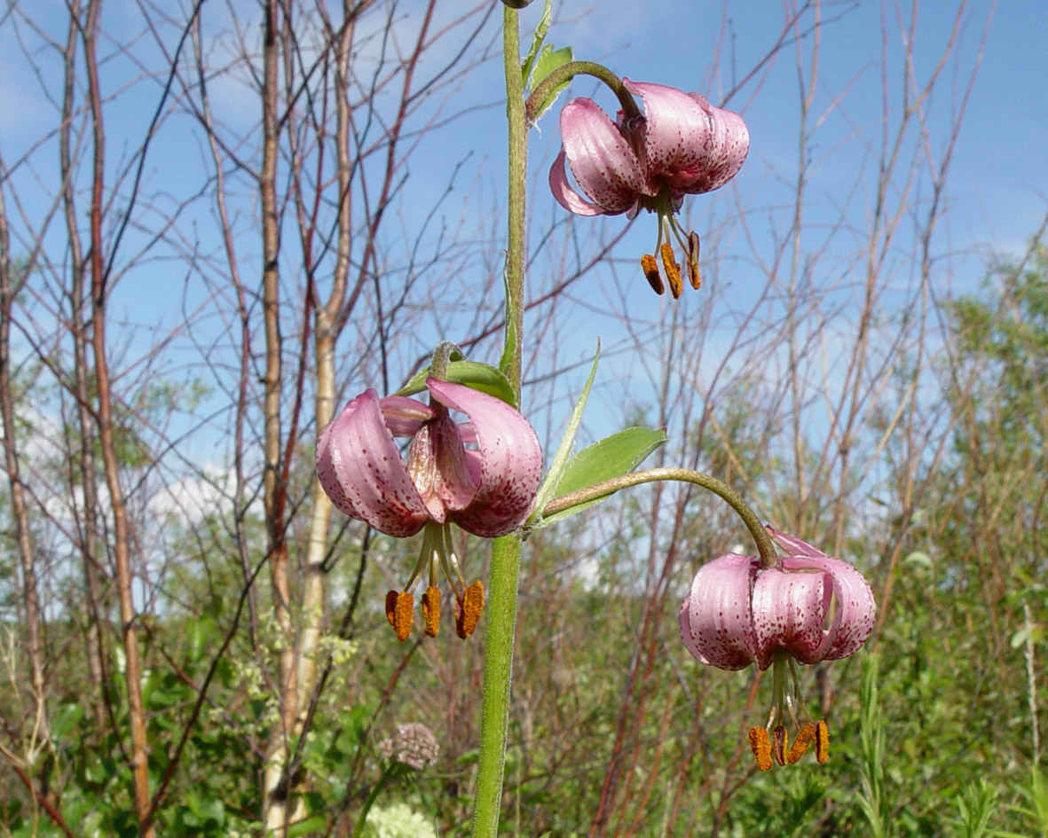 Image of Lilium pilosiusculum specimen.