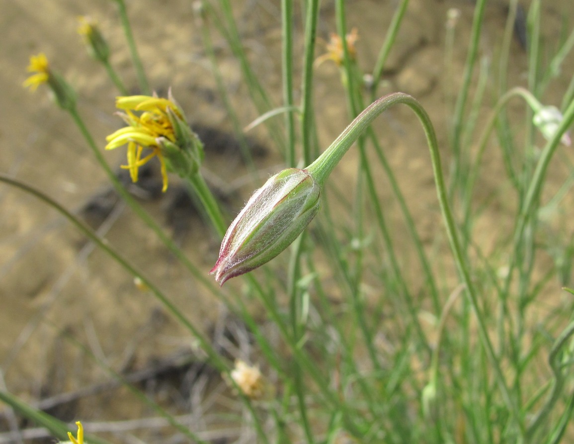 Image of Scorzonera biebersteinii specimen.