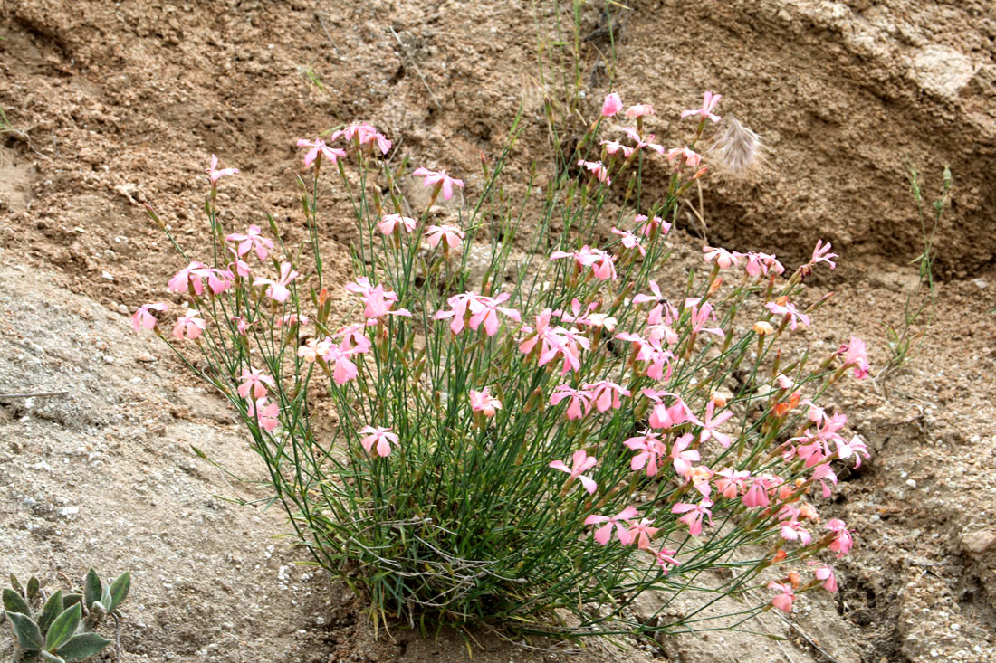 Image of Dianthus uzbekistanicus specimen.