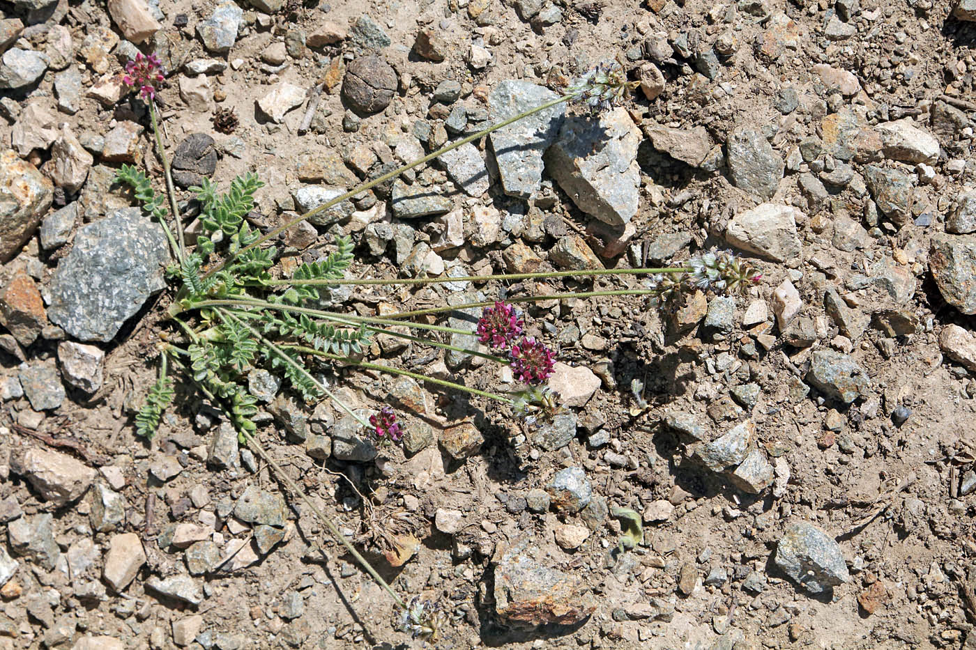 Image of Oxytropis microsphaera specimen.