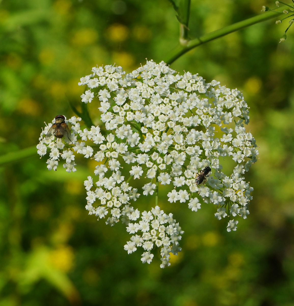 Image of Sium latifolium specimen.