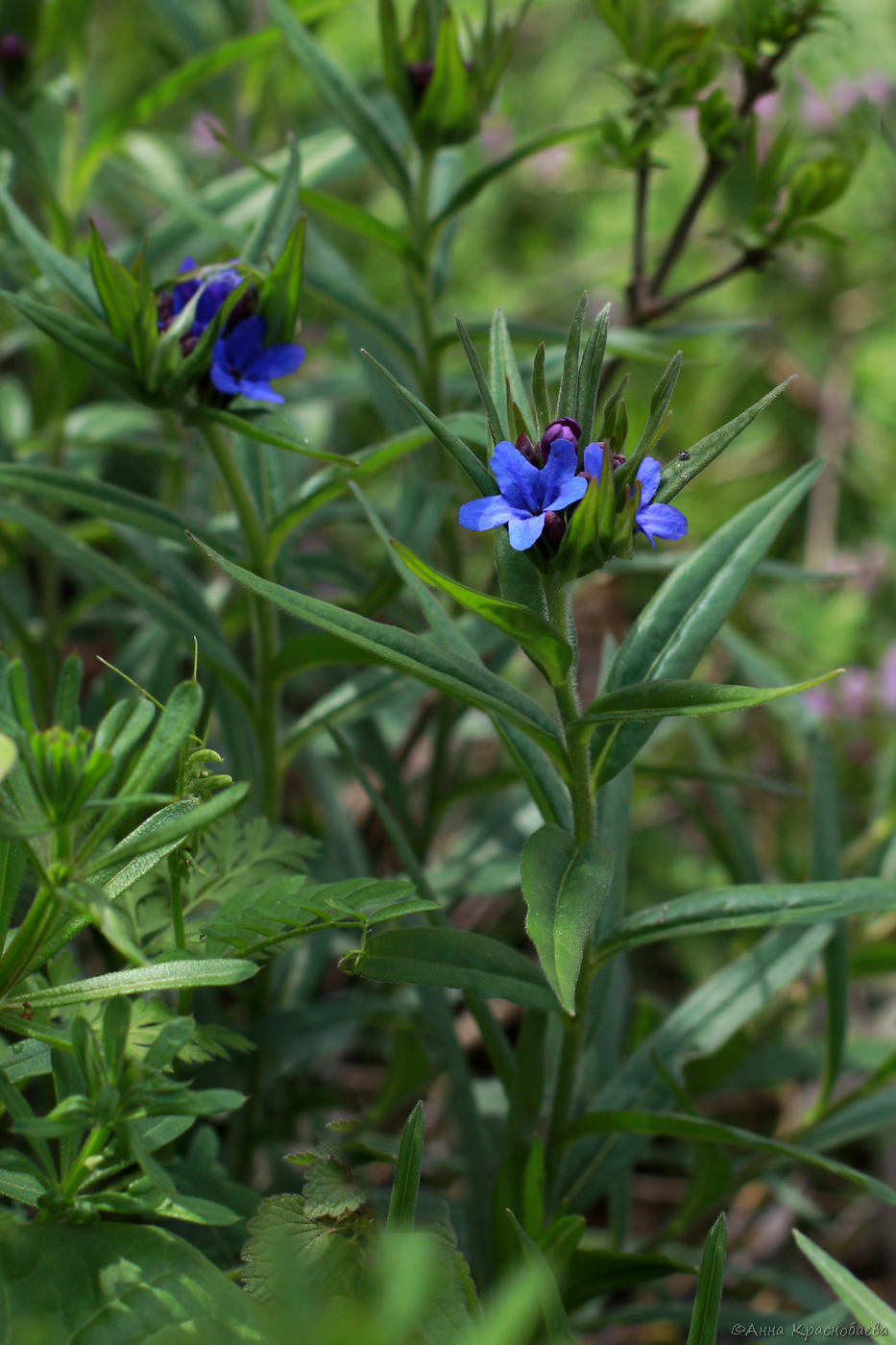 Image of Aegonychon purpureocaeruleum specimen.