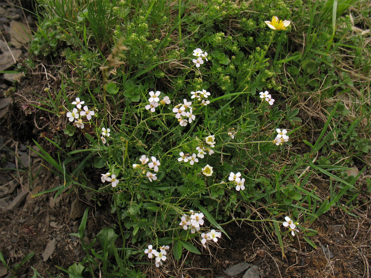 Image of Arabidopsis arenosa ssp. borbasii specimen.
