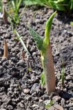 Arisaema amurense