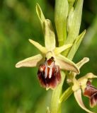 Ophrys alasiatica. Часть соцветия. Республика Кипр, Троодос (Τρόοδος), окр. с. Лания (Λάνια), 570 м н.у.м., залежь. 10.03.2019.