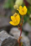 Saxifraga flagellaris