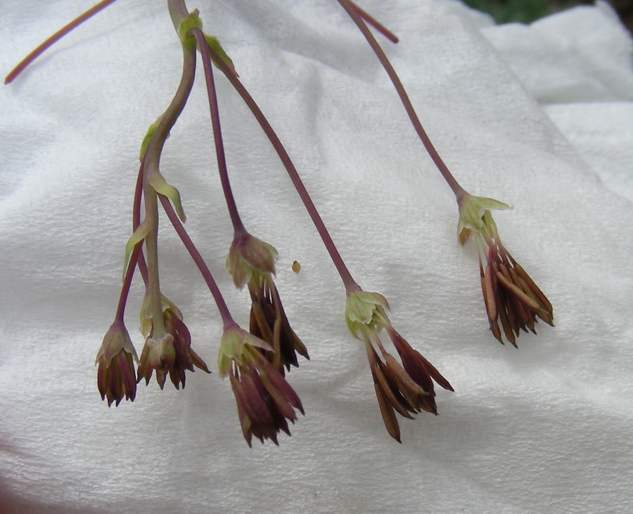 Image of Thalictrum isopyroides specimen.