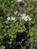 Gypsophila altissima. Часть соцветия. Алтай, 24 км СЗЗ с. Акташ, долина р. Чуя, среди кустарников. 6 июля 2019 г.