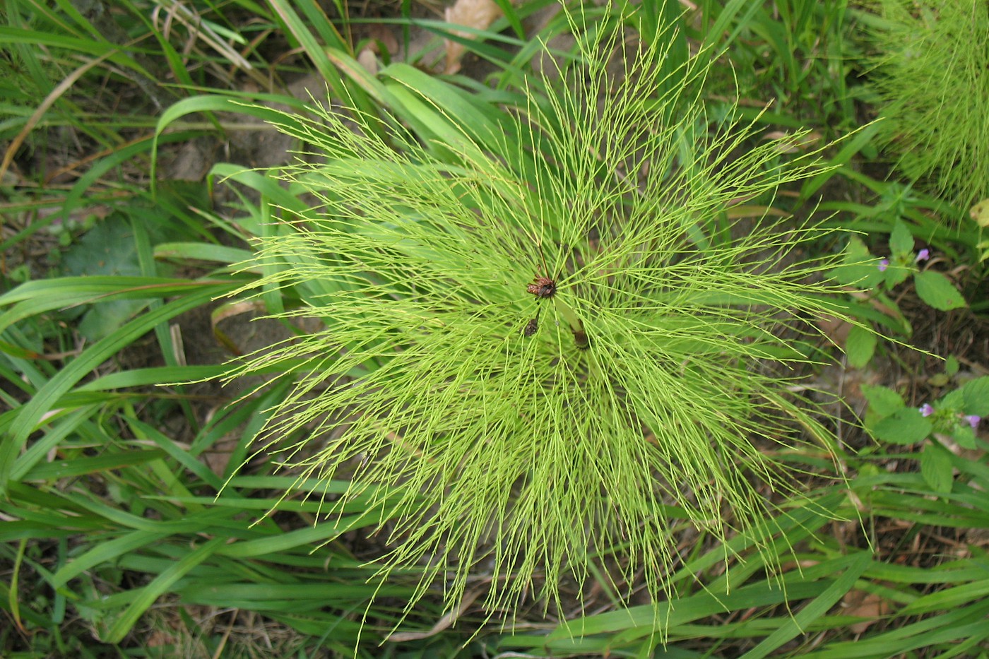 Изображение особи Equisetum sylvaticum.