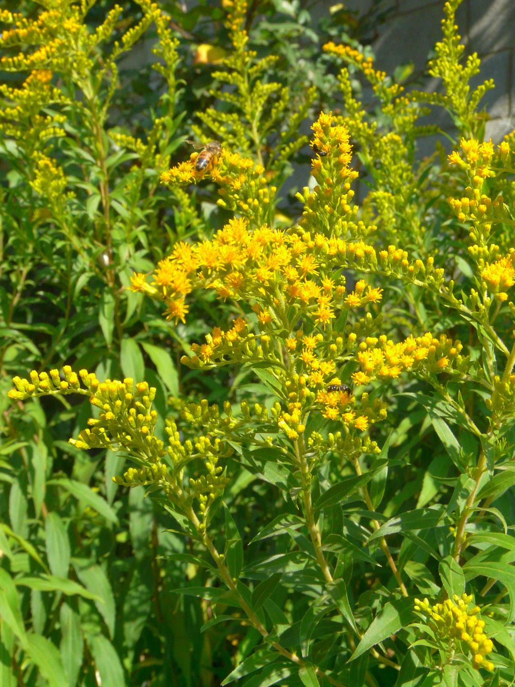 Изображение особи род Solidago.