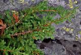 Juniperus sibirica. Верхушки ветвей с шишкоягодами. Башкирия, Белорецкий р-н, гора Большой Иремель, ≈ 1400 м н.у.м., курумник. 30.07.2019.