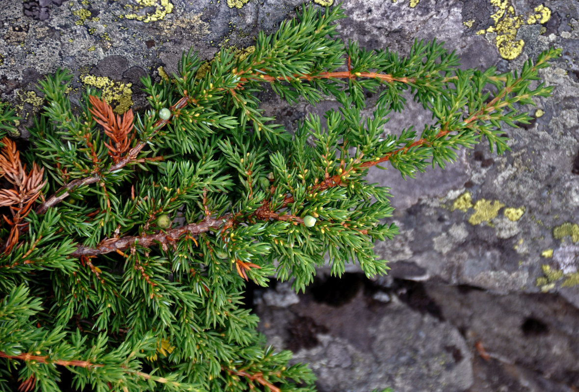 Image of Juniperus sibirica specimen.