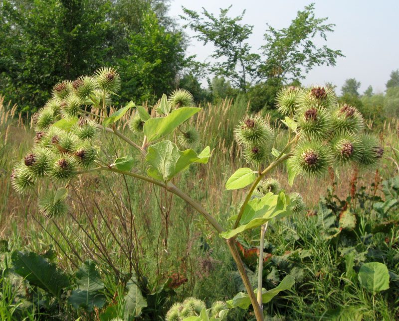 Image of Arctium lappa specimen.