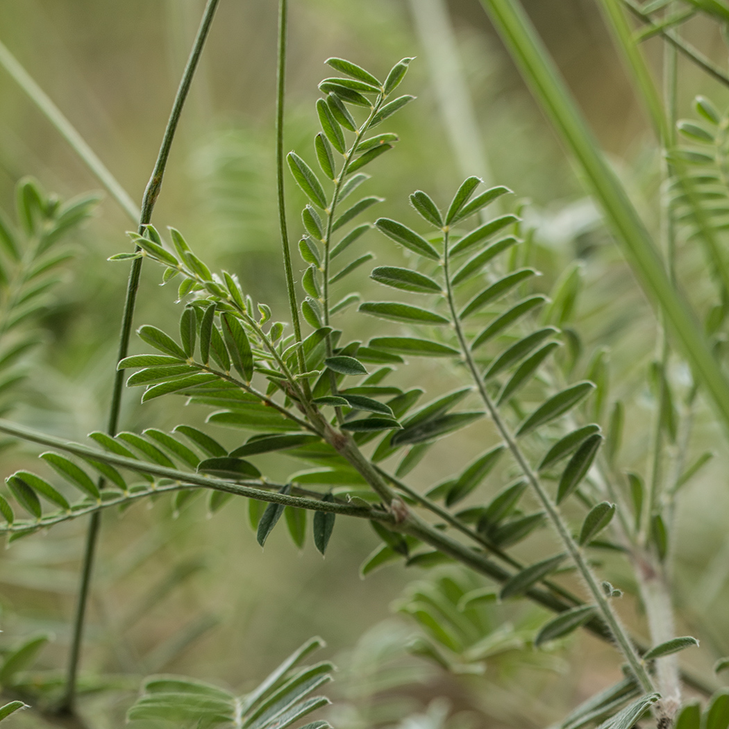 Image of genus Onobrychis specimen.