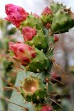 Opuntia ficus-indica. Часть растения с бутонами и созревающими плодами (вверху справа и внизу). Азербайджан, г. Баку, Приморский бульвар, в культуре. 4 декабря 2019 г.