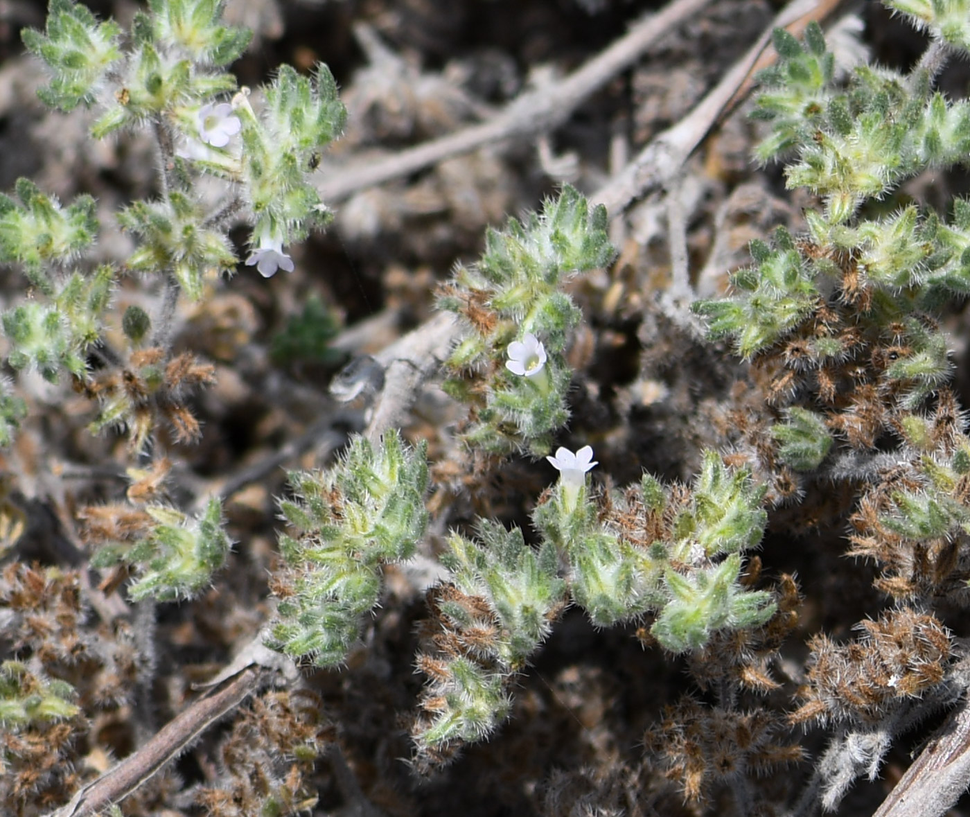 Image of Tiquilia paronychioides specimen.