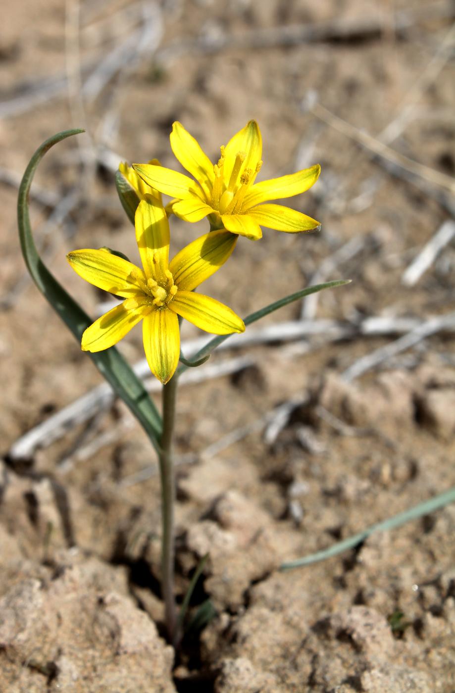 Image of Gagea afghanica specimen.