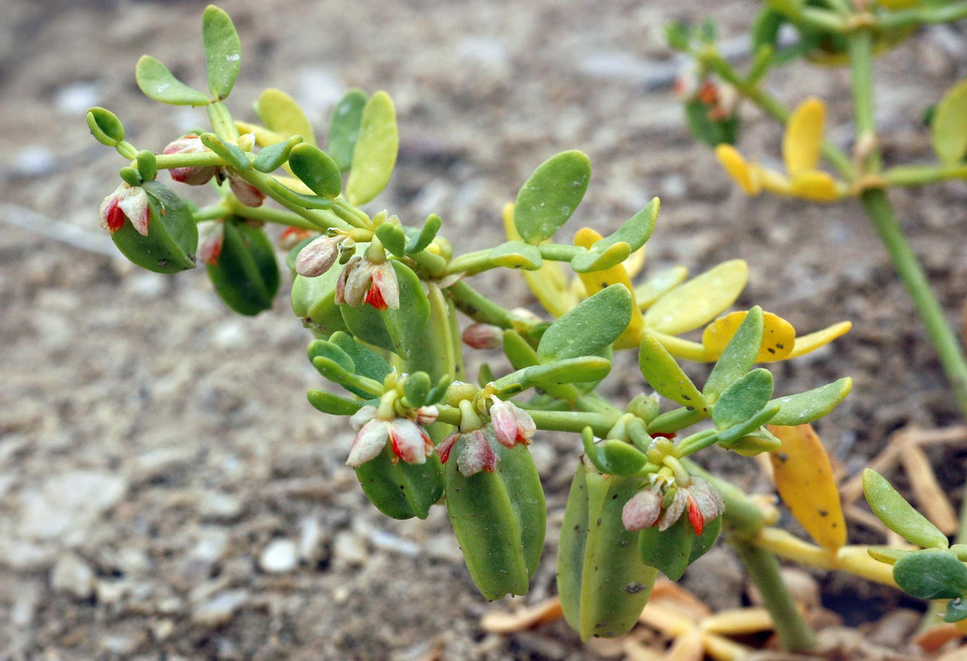 Image of Zygophyllum lehmannianum specimen.