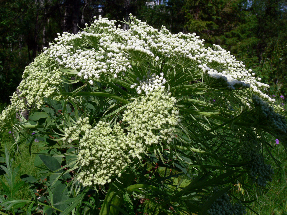 Image of Pleurospermum uralense specimen.