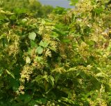 Humulus lupulus