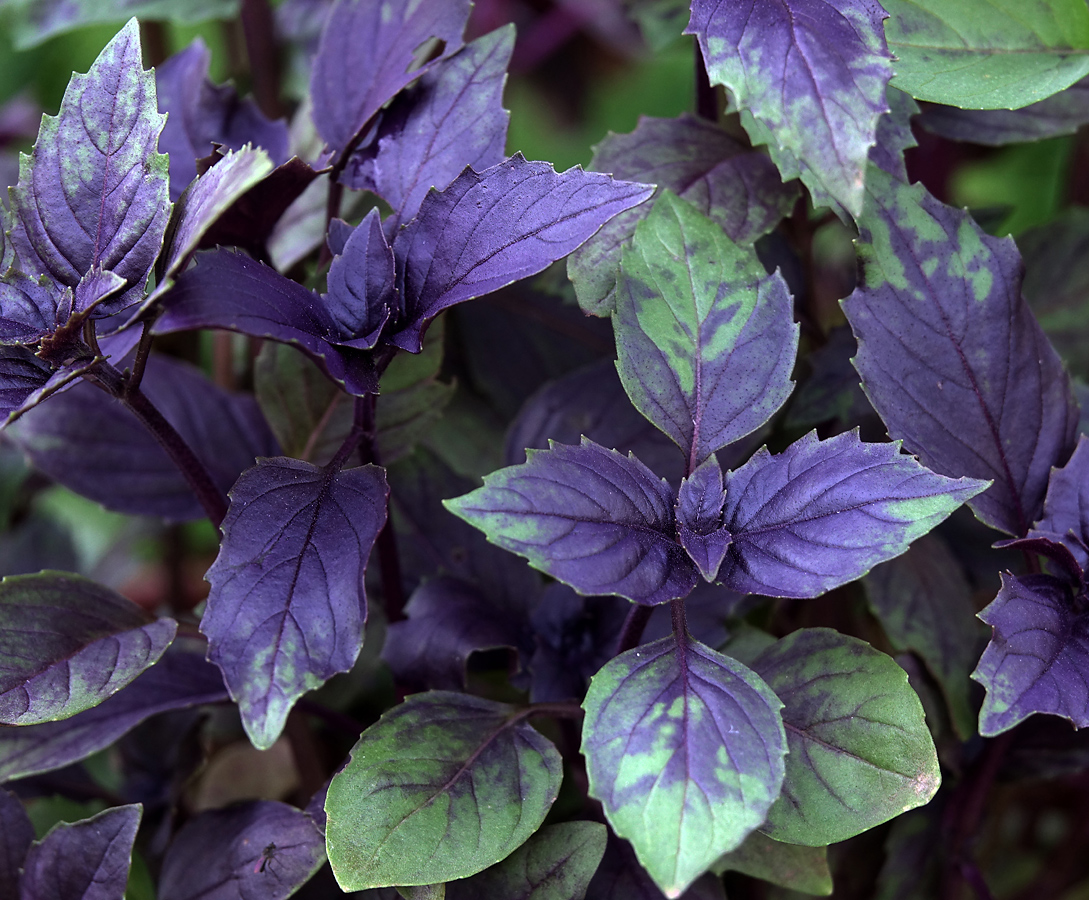 Image of Ocimum basilicum specimen.