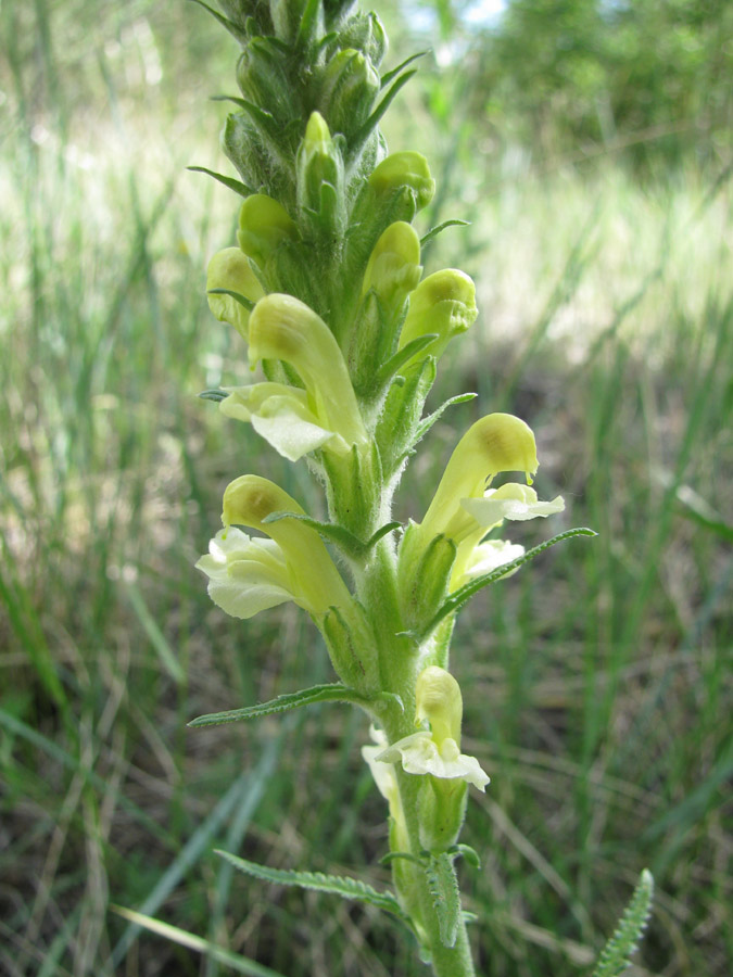 Image of Pedicularis flava specimen.